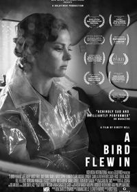 Залётная птица